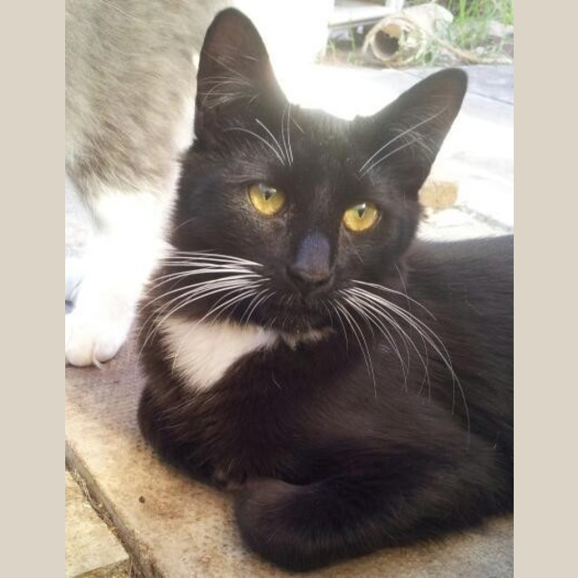 Photo of Spunky Whiskerz