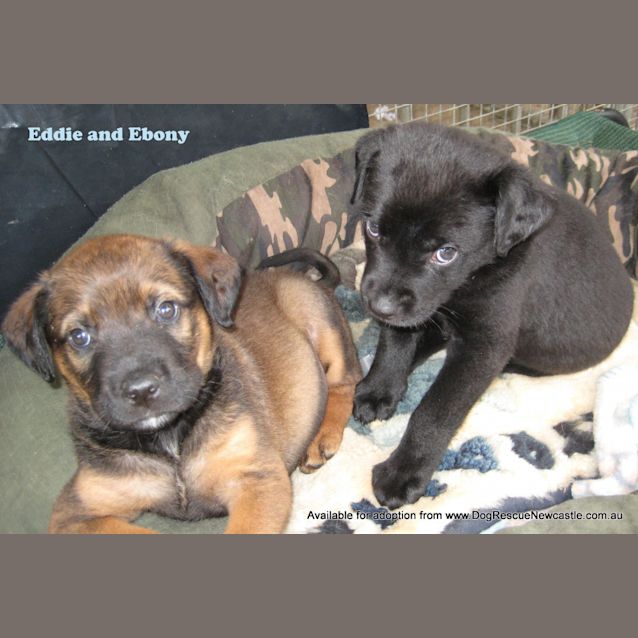 Photo of Eddie (On Trial 19/5/13)