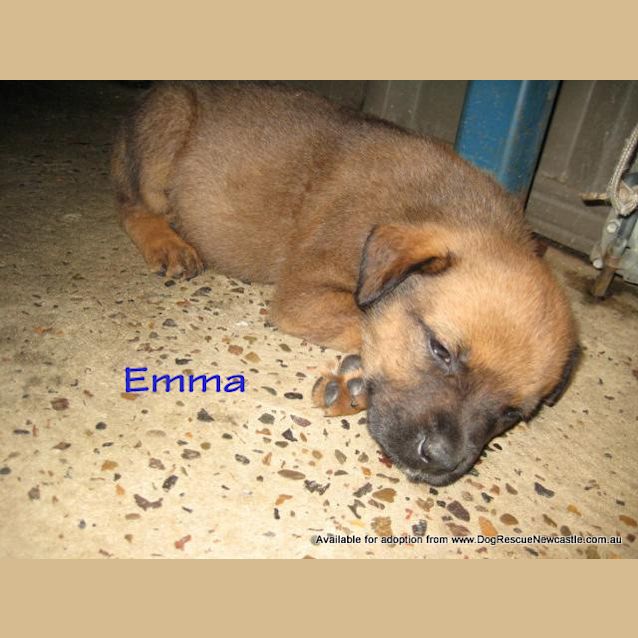 Photo of Emma (On Trial 4/5/13)