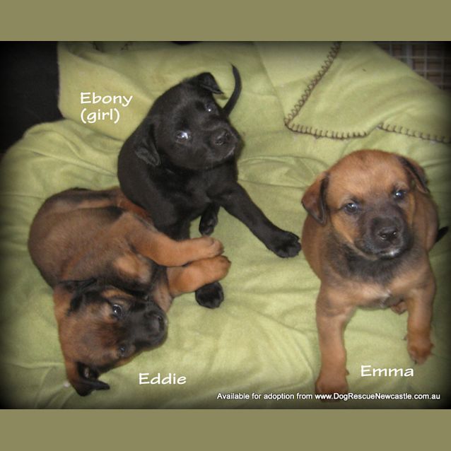 Photo of Emma (On Trial 4/5/13)