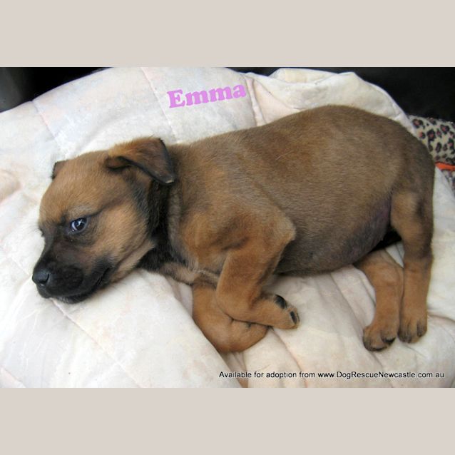 Photo of Emma (On Trial 4/5/13)