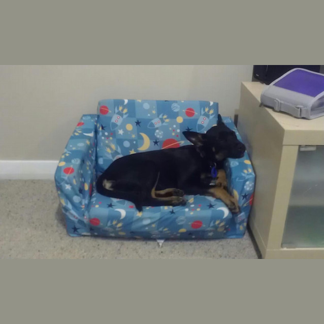 Photo of Millie (On Trial 26/5/13)