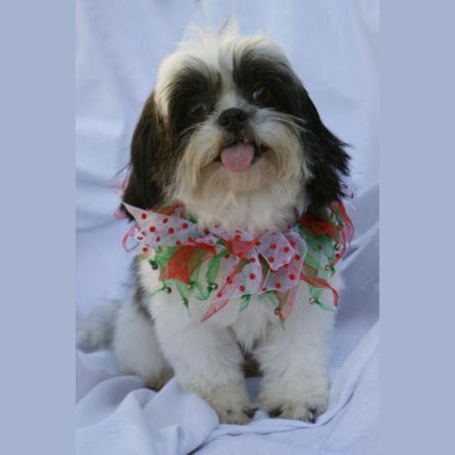 Photo of Davie