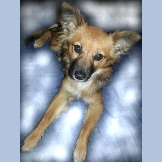Photo of Rusty