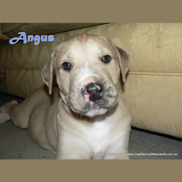 Photo of Angus (On Trial 15/5/13)