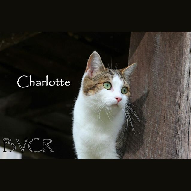 Photo of Charlotte