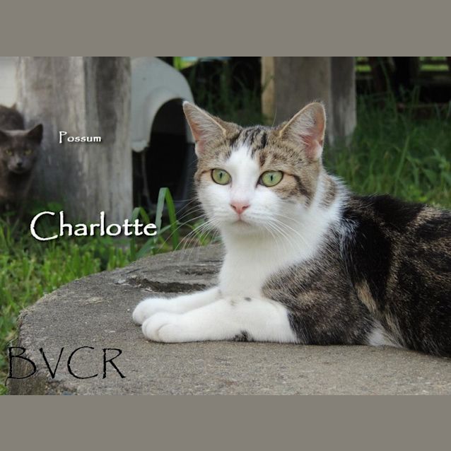 Photo of Charlotte