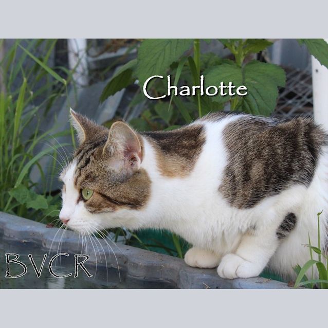 Photo of Charlotte
