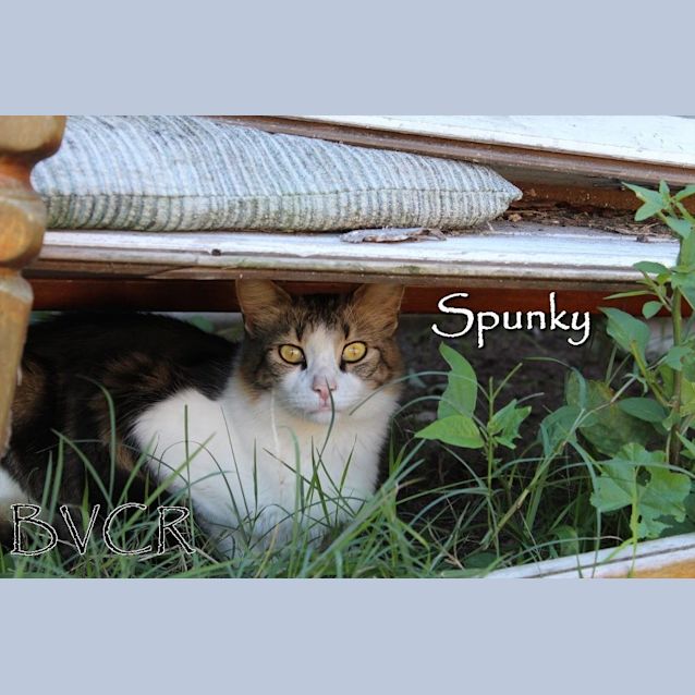 Photo of Spunky
