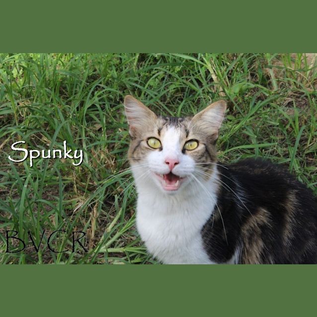 Photo of Spunky