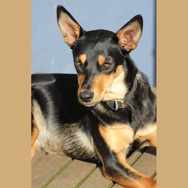 Photo of Gracie
