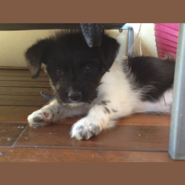 Photo of Dexter  (On Hold Pending Adoption 17/5/13)