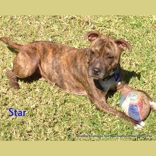 Photo of Star (On Trial 19/5/13)