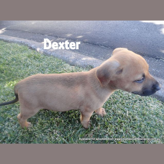 Photo of Dexter (2) (On Hold Pending Adoption)