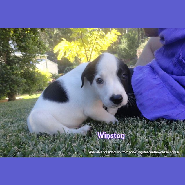 Photo of Winston (On Trial 7/5/13)