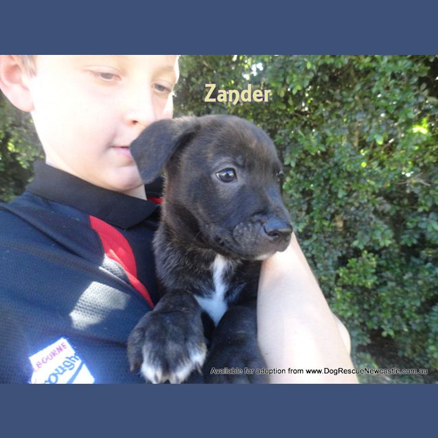 Photo of Zander (On Trial 15/5/13)
