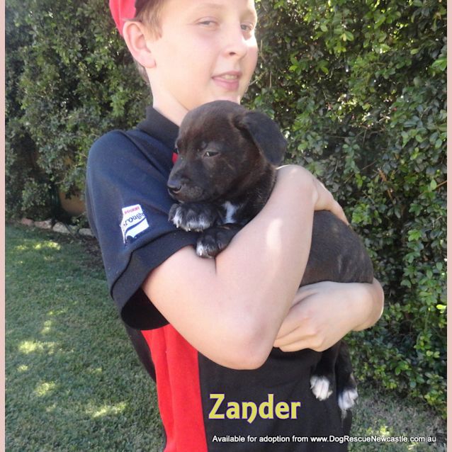 Photo of Zander (On Trial 15/5/13)