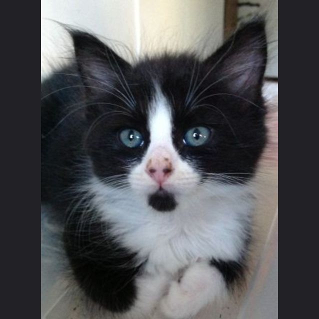 Photo of Pepper