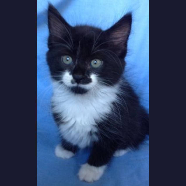Photo of Cinder