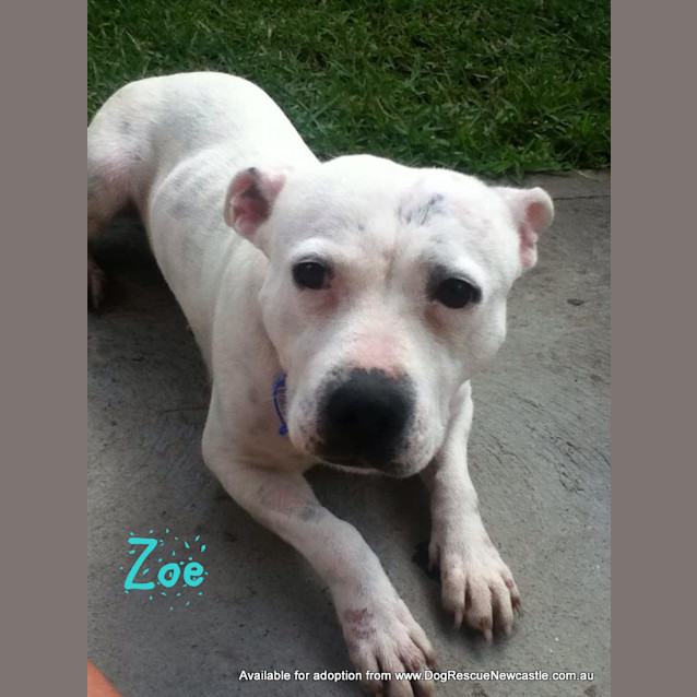 Photo of Zoe (On Trial 26/5/13)