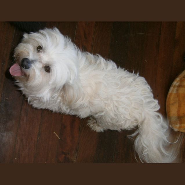 Photo of Cooper