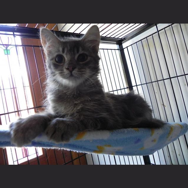 Photo of Lynx
