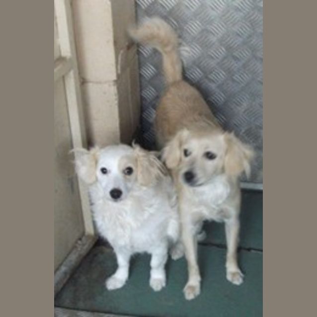 Photo of Pixie And Gypsy