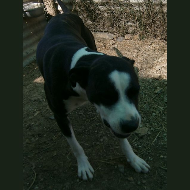 Photo of Buddy Bear