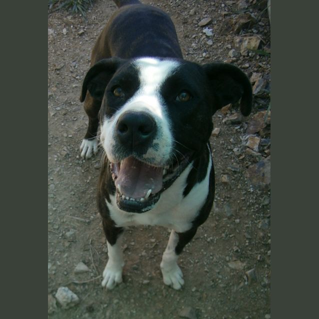 Photo of Buddy Bear