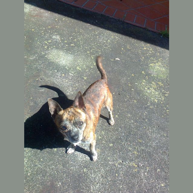 Photo of Pepi (On Trial)