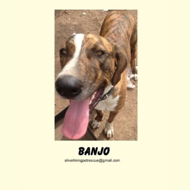 Photo of Banjo