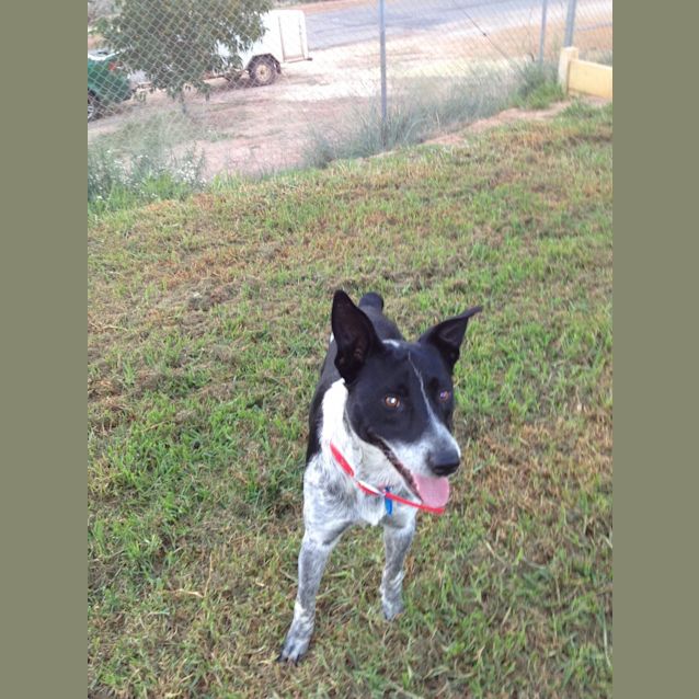 Photo of Diesel
