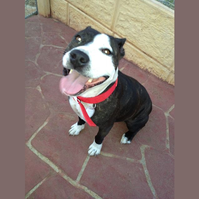 Photo of Puddie