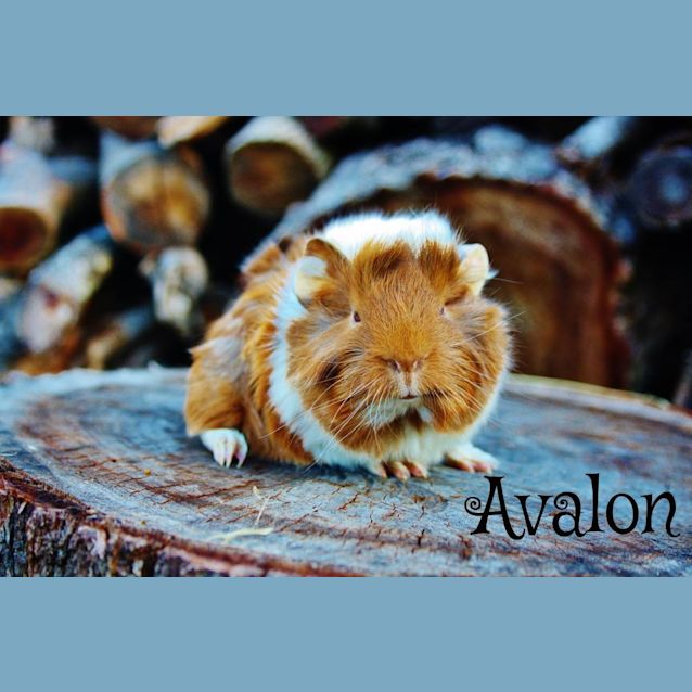 Photo of Avalon
