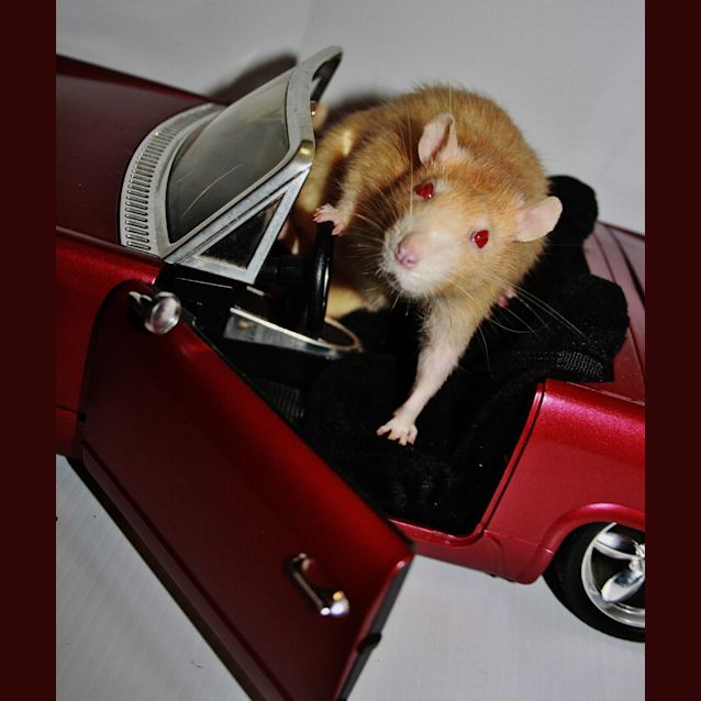 Photo of Freddy (Desexed)