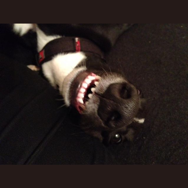 Photo of Joey