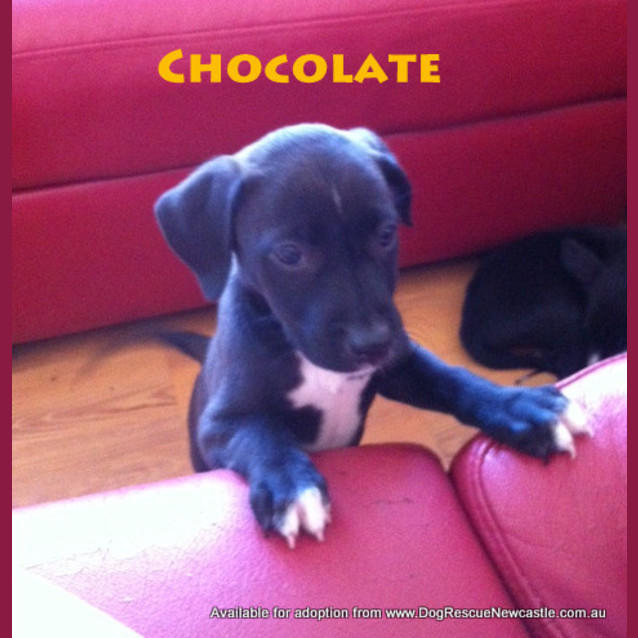 Photo of Chocolate (On Trial 9/5/13)
