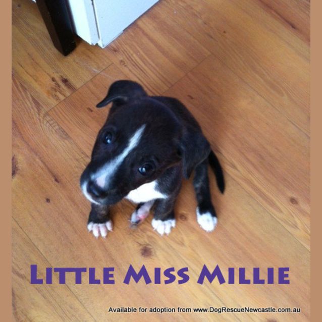 Photo of Little Miss Millie (On Trial 4/6/13)