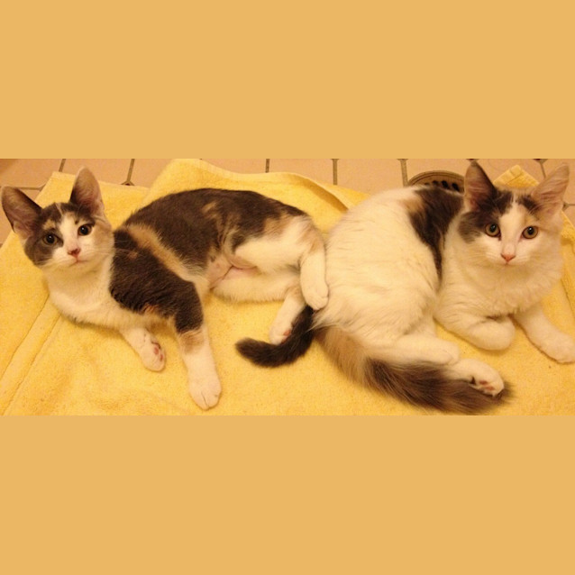 Photo of Paris And Delilah (Princess Sisters)