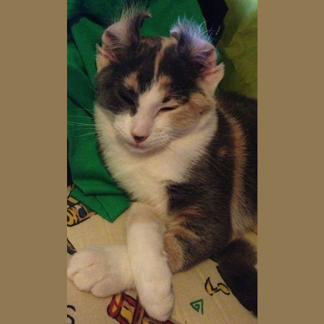 Photo of Paris And Delilah (Princess Sisters)