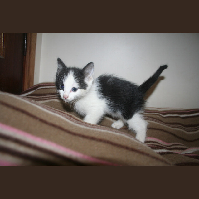 Photo of Phantom