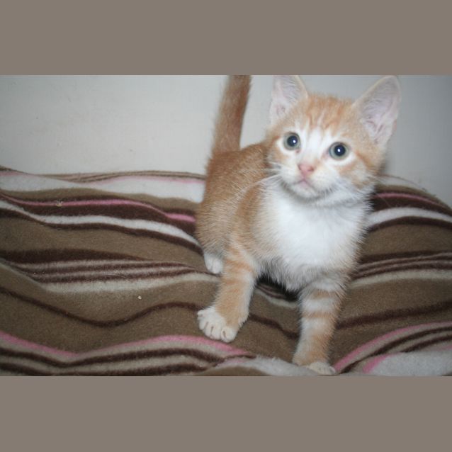 Photo of Ginji