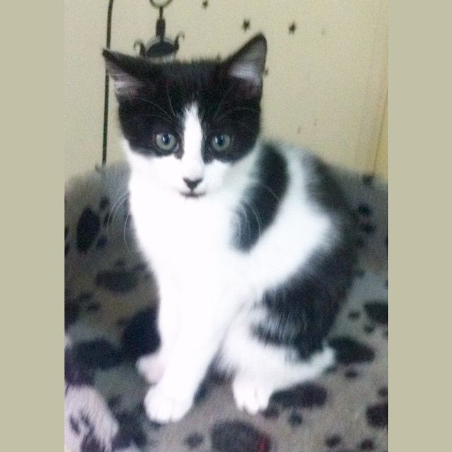 Photo of Robert Downey Jr