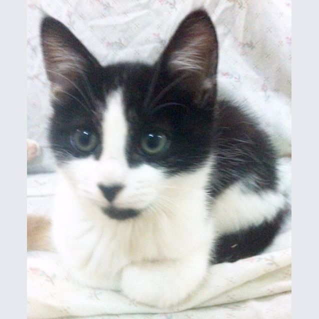 Photo of Robert Downey Jr