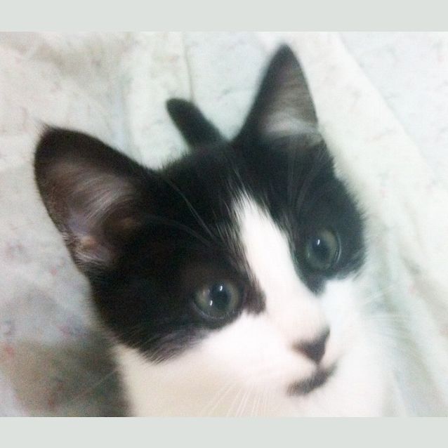 Photo of Robert Downey Jr