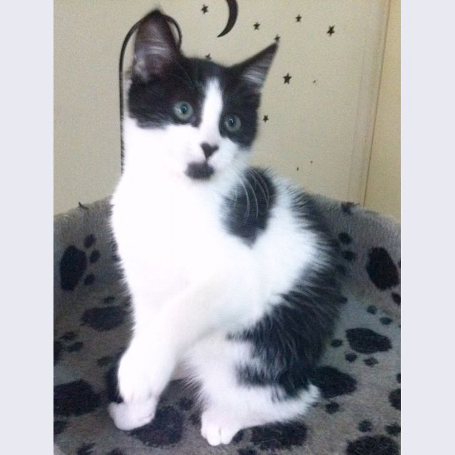 Photo of Robert Downey Jr