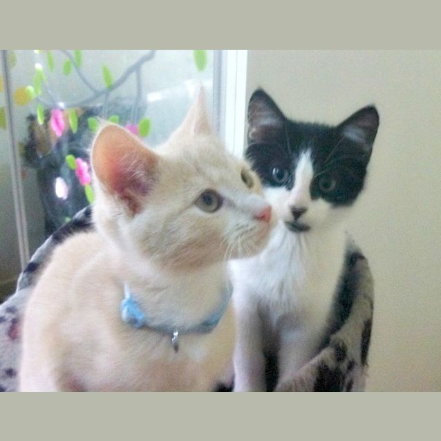 Photo of Robert Downey Jr