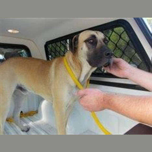 Photo of Duke 