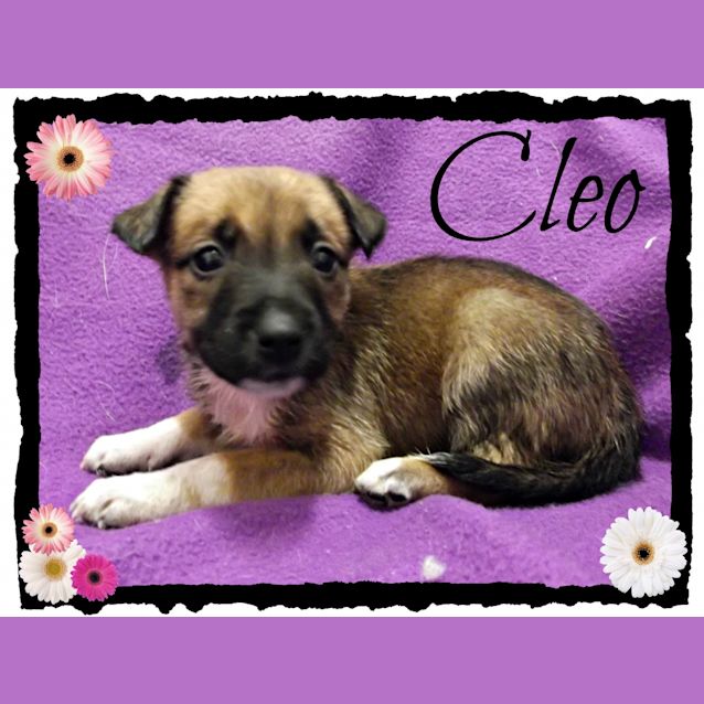 Photo of Cleo