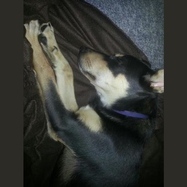 Photo of Skittles